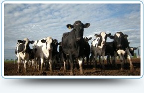 cow